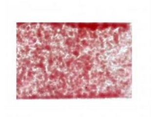 Goldpink Opaquq Striking  Flo.frist G/0 100g