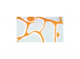Orange 2mm 20 x 60 cm