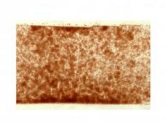 Amber Semi/opaque Striking  Flo.frist G/0 100g